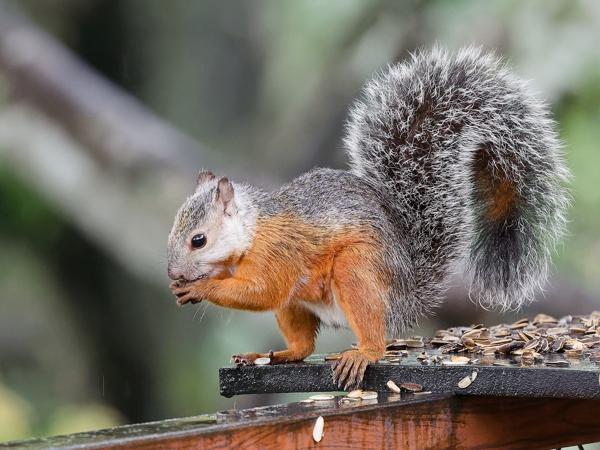 Sciurus variegatoides